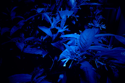 Hicham Berrada
*Mesk-ellil*, 2015
Installation
Ensemble of 7 stained glass terrariums, cestrum nocturnum, horticultural lighting, moonlight lighting, delay
250 x 200 x 50 cm each
250 x 500 x 500 cm overall - © &copy; ADAGP Hicham Berrada
Photo. archives kamel mennour
Courtesy the artist and kamel mennour, Paris/London, Mennour