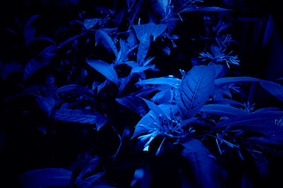 Hicham Berrada
*Mesk-ellil*, 2015
Installation
Ensemble of 7 stained glass terrariums, cestrum nocturnum, horticultural lighting, moonlight lighting, delay
250 x 200 x 50 cm each
250 x 500 x 500 cm overall - © © ADAGP Hicham Berrada
Photo. archives kamel mennour
Courtesy the artist and kamel mennour, Paris/London, Mennour