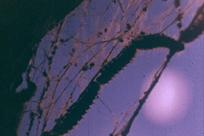 Camille Henrot - Art Basel Film Program - © Mennour